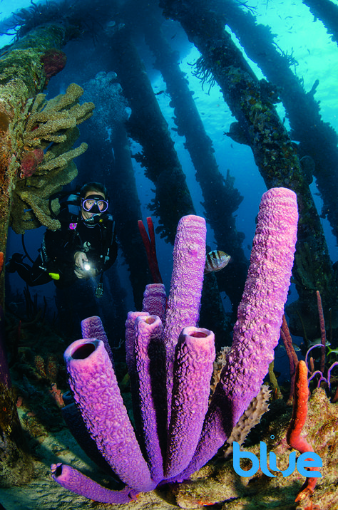 Lavender tube sponge at Salt Pier, Bonaire, Dutch Caribbean Tube Sponge Coral, Coral Reef Photography, Glow Fish, Underwater Plants, Coral Bleaching, Underwater Painting, Sea Plants, Sea Life Art, Turtle Tattoo