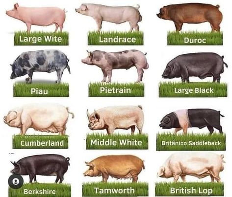 Facebook Med Vet, Animal Medicine, Tamworth, Pig Farming, Pigs, Large Black, Food Animals, Dogs, Animals