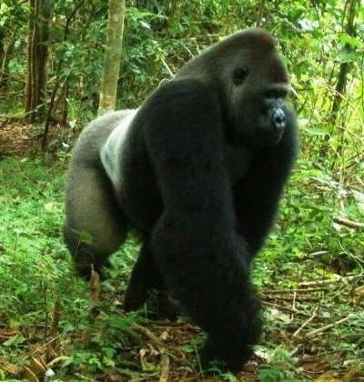 Gorilla Video, Gorilla Skull, Gorilla Roaring, Cross River Gorilla, Patch Inspiration, Gorilla Sitting, Uganda Gorilla Trekking, Mountain Gorillas, Silverback Gorilla