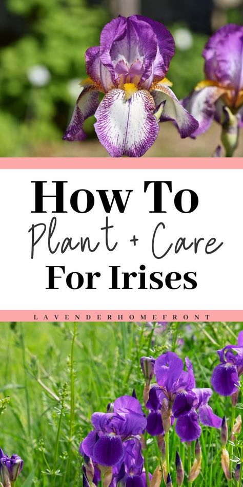 Iris In Garden, When To Plant Iris Bulbs, How To Care For Irises, Transplanting Irises, Siberian Iris Care, Iris Flowers Garden, How To Plant Bearded Iris, Purple Iris Flowers, Growing Irises