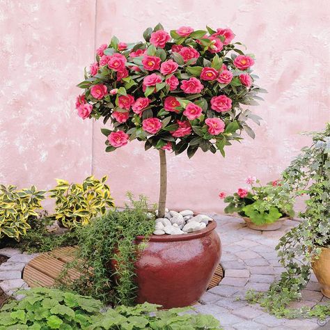 Standard Camellia Tree - 1 tree Buy online order yours now Camellia Tree, Photo Rose, Plant Pot Diy, Camellia Japonica, Front Yards, Most Beautiful Gardens, Patio Plants, Camellia Flower, Rose Trees