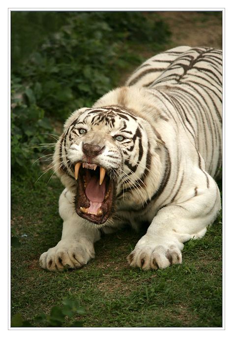 Amazing wildlife - White Tiger photo #tigers Regnul Animal, Magical Nature, Albino Animals, Tiger Pictures, Nature Tour, Tiger Shroff, Majestic Animals, Cat Behavior, White Tiger