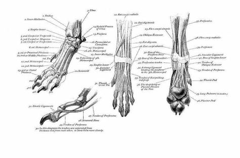 Anatomy image Paw Anatomy, Leg Anatomy, Anatomy Images, Anatomy Bones, Dog Medicine, Wolf Paw, Greyhounds Racing, Dog Anatomy, Bone Structure