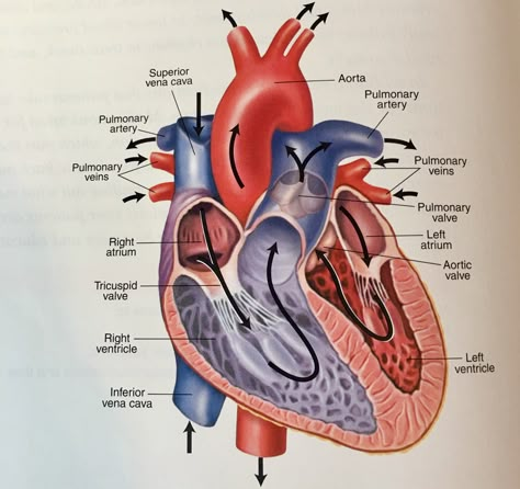 Human Heart Diagram, Blood Pressure App, Blood Pressure Numbers, Blood Pressure Symptoms, Blood Pressure Medicine, Pressure Headache, Blood Pressure Food, Basic Anatomy And Physiology, Nurse Study Notes