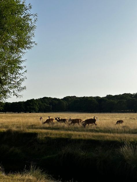 sunset at park deer watching surrey richmond park Richmond Park London Deer, Summer In England, Richmond Park, Central City, London Park, East Bay, Salon Design, Local Area, 2024 Vision