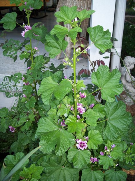 Harvest and Use of Marshmallow Root (Althea officinalis) | Creation's Garden Althea Officinalis, Marshmallow Herb, Marshmallow Plant, Marsh Mallow, Mallow Plant, Herb Tinctures, Marshmallow Flowers, Medicinal Herbs Garden, Herb Garden In Kitchen