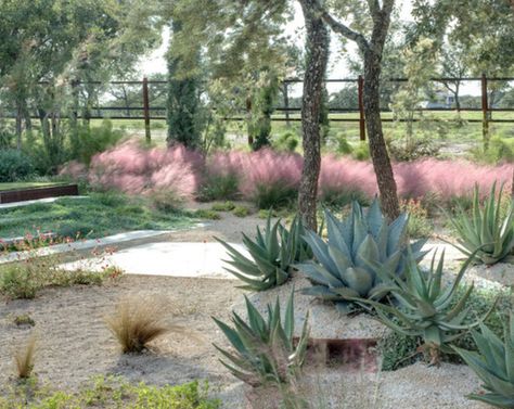 Pink Grasses: 11 Ideas for Muhlenbergia in a Landscape - Gardenista; Pink Muhly grass grown with Blue Agaves Nifty 50, Modern Garden Landscaping, Texas Landscaping, Pink Grass, Landscaping On A Hill, Succulent Landscape Design, Succulent Landscaping, Dry Garden, Grasses Landscaping