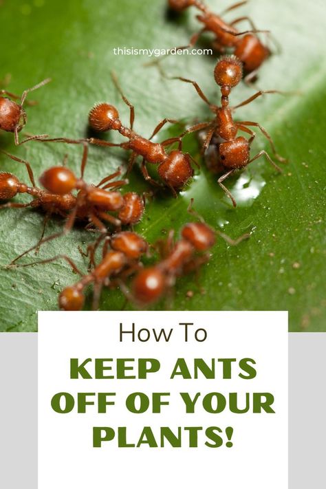 Up close image of several ants on a plant leaf. From thisismygarden.com. How To Get Rid Of Ants In The Garden, Ant Repellent Plants, Ants On Plants How To Get Rid, Natural Ant Repellant For Garden, Keep Ants Out Of Garden, How To Keep Ants Out Of Garden, Natural Ant Repellant, Ants In Garden Bed How To Get Rid, Plants That Repel Ants