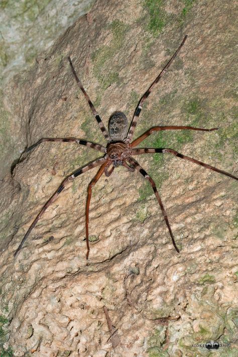 Giant Huntsman Spider (Heteropoda maxima) Giant Huntsman Spider, Huntsman Spider, Spider Face, Flying Insects, Arachnids, Macro Photography, Insects, Animals