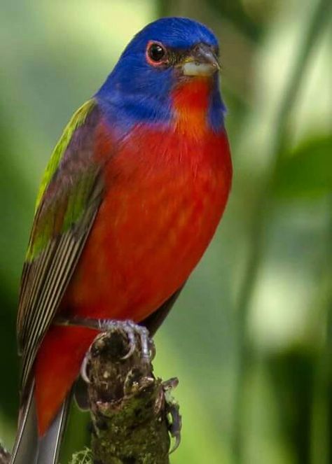 Male painted bunting Bunting Bird, Painted Bunting, Colourful Birds, Colorful Bird, Nature Birds, Bird Pictures, All Birds, Exotic Birds, Bird Drawings