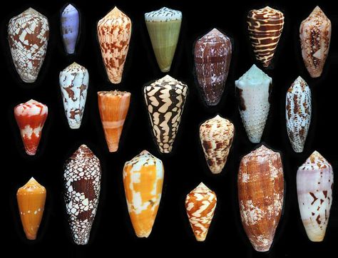 Cone Shells Cone Snail, Shell Game, Cone Shell, Molluscs, Shell Crafts Diy, Dangerous Animals, She Sells Seashells, Snail Shell, Shell Beach