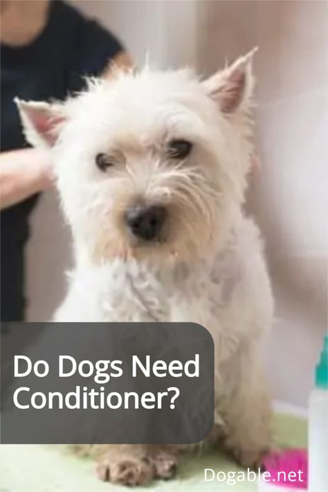 Many dog owners often wonder when bathing their dogs if dogs need conditioner. #dogconditioner #dogsconditioner #conditionerfordogs Diy Deep Conditioner, Itchy Dog Skin, Dry Conditioner, Spray Conditioner, Dog Conditioner, Dog Smells, Detangler Spray, Maltese Dogs, Moisturizing Conditioner