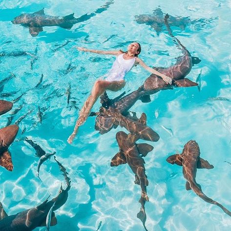 Swimming with sharks in Exuma, Bahamas Swim With Sharks, Karimun Jawa, Swimming With Sharks, Bahamas Honeymoon, Exuma Bahamas, Bahamas Travel, Bahamas Vacation, Bahamas Island, Water Adventure