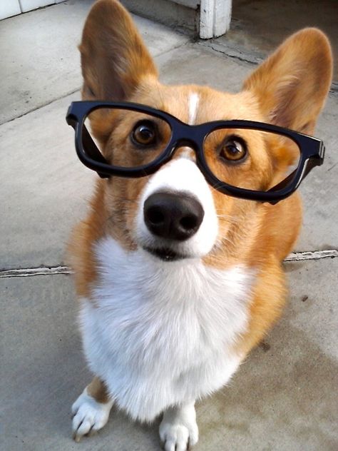 In case you need more proof, HERE'S A CORGI WEARING GLASSES. | 17 People (And A Corgi) Who Prove Everyone Looks Better In Glasses Dog With Glasses, Nerd Glasses, Corgi Puppy, Smart Dog, Animal Photos, Pembroke Welsh Corgi, Wearing Glasses, Sweet Dogs, Corgi Dog