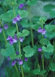 Glechoma Hederacea, Creeping Charlie, Ground Ivy, Edible Weeds, Wild Foraging, Wild Food Foraging, Pecking Order, Food Foraging, Edible Wild Plants