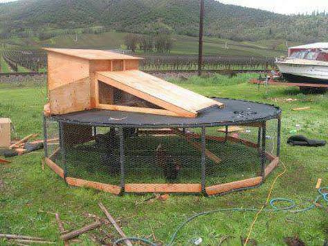 Repurpose a trampoline into a chicken coop. Brilliant! Recycled Trampoline, Old Trampoline, Funny Chickens, Chicken Coop Pallets, Raising Ducks, Chicken Coup, Backyard Trampoline, Garden Hacks, Coop Plans