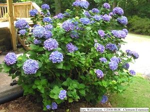 Hydrangea Pruning | Extension News French Hydrangea, Hydrangea Potted, Hydrangea Serrata, Big Leaf Hydrangea, Bigleaf Hydrangea, Smooth Hydrangea, Climbing Hydrangea, Purple Succulents, Hydrangea Bush