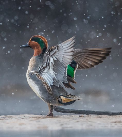 GREEN-WINGED TEAL Blue Winged Teal Duck, Cinnamon Teal Duck, Green Winged Teal, Green Wing Teal, Waterfowl Taxidermy, Teal Duck, Blue Winged Teal, Green Wing, Waterfowl Hunting