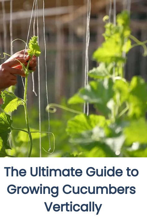 Growing cucumbers vertically can enhance your garden's productivity and aesthetics. This article provides a comprehensive guide on how to grow cucumbers the vertical way, including tips on selecting supports, planting, and maintenance. Discover how vertical gardening can lead to healthier plants, easier harvesting, and efficient use of space. Can Cucumbers, Growing Cucumbers Vertically, How To Grow Cucumbers, Cucumber Seedlings, Grow Cucumbers, Cucumber Varieties, Cucumber Beetles, Cucumber Plant, Cucumber Seeds