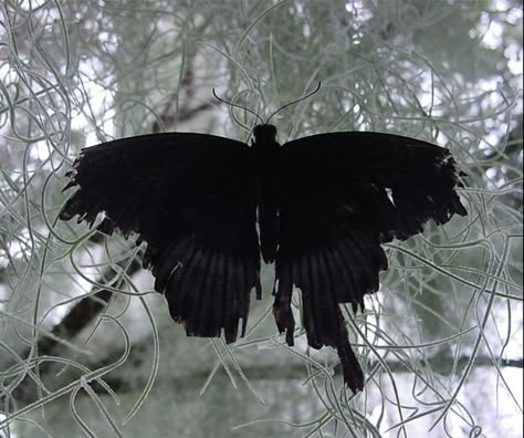 butterfly Ripped Butterfly Wings, Dark Butterfly Wings, Tattered Butterfly, Emo Butterfly, Butterfly Wings Aesthetic, Broken Butterfly Wings, Dark Butterfly, Indrid Cold, Moth Wings