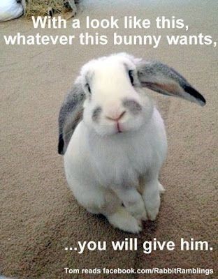 meme - Rabbit - With a look like this, whatever this bunny wants, you will give him. Tom reads facebook.com/RabbitRamblings Bunny Meme, Pet Bunny Rabbits, Bunny Care, Funny Rabbit, Bunny Mom, Cute Bunny Pictures, Funny Bunny, Pet Bunny