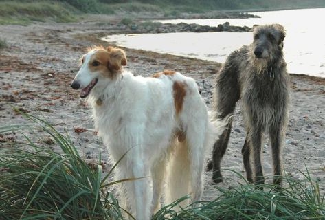 Siumouhoi Dog/Puppy Obedience Recall Training Agility Lead- 15 ft 20 ft 30 ft 40 ft 50 ft Long Leash -for Training Leash  Pla Deerhound Scottish, Irish Deerhound, Cottagecore Dog, Borzoi Puppy, Borzoi Dog, Best Guard Dogs, Sight Hounds, Scottish Deerhound, Every Dog Breed