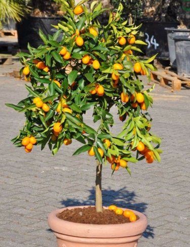 Kumquat Seeds Kumquat Tree Indoor, Potted Kumquat Tree, Lemon Garden, Courtyard Plants, Kumquat Tree, Tattoo Plant, Geometric Coaster, Patio Trees, Tree Pruning