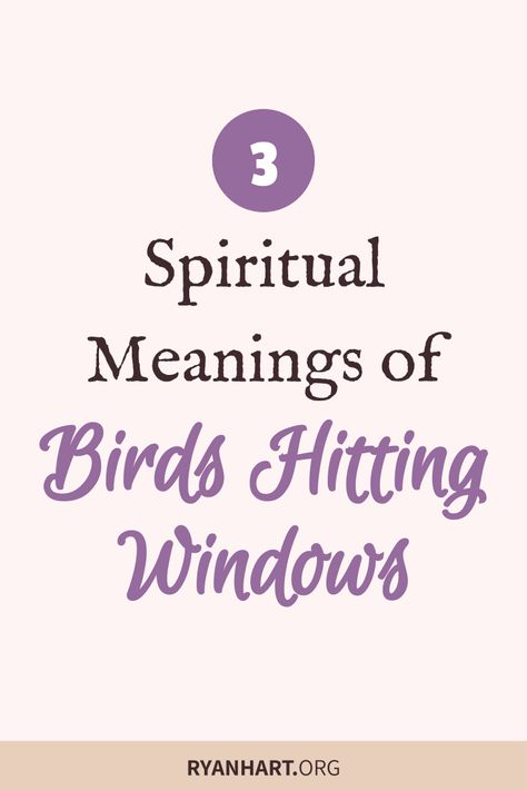 What does it mean when a bird hits your window? Augury Witch, Bird Meanings, Angels Healing, Bird Meaning, Heavenly Quotes, Spiritual Signs, Spiritual Understanding, Spirit Animal Meaning, Police Party