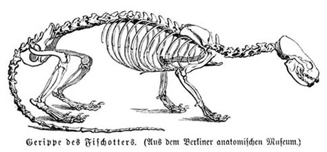 Scientific Illustrations of otters Otter Skeleton, Otter Reference, Animation Classes, Norfolk Broads, Animal Anatomy, Scientific Illustration, Nature Crafts, Otters, Norfolk