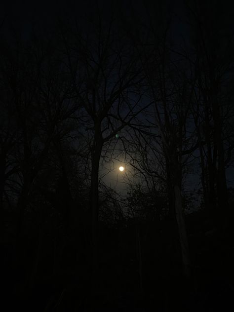 Pretty full moon behind leafless trees Moon Through Trees, Moon In Forest, Full Moon Forest, Forest Project, Dry Tree, Siren Mermaid, Bare Tree, Night Forest, Katherine Pierce