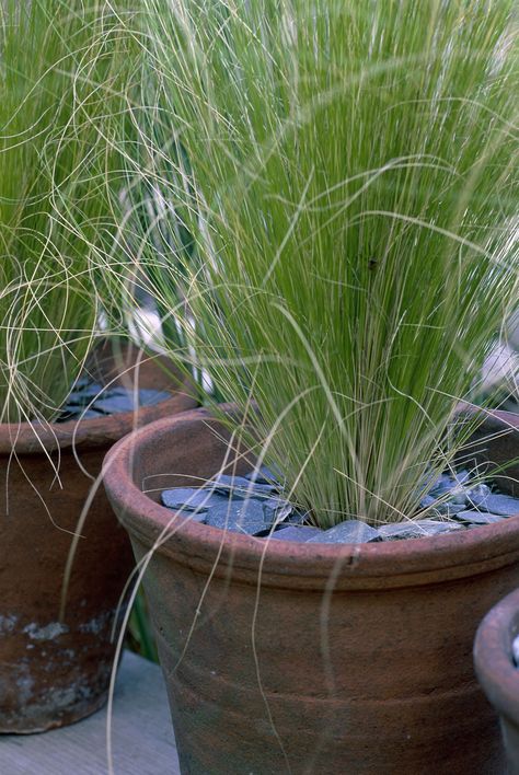 Ornamental Grassescountryliving Fire Feature Pool, Grasses For Pots, Ornamental Grasses For Shade, Outdoor Deck Decorating, Potted Plants Patio, Porch Plants, Ornamental Grass, Patio Pots, Balcony Plants