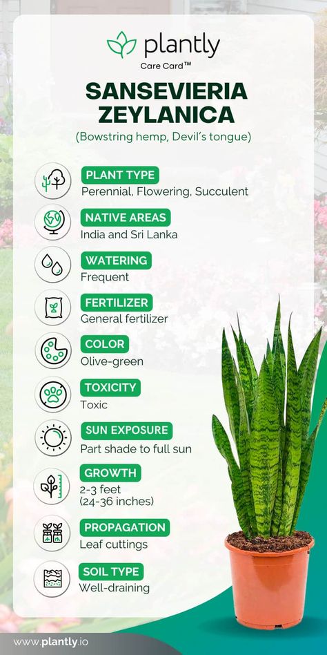 Sansevieria Zeylanica Plant Care & Growing Guide Zeylanica Snake Plant, Sansevieria Hahnii, Sansevieria Cylindrica, Fish Pond Gardens, Snake Plant Care, Sansevieria Plant, Plant Care Houseplant, Plant Book, Indoor Plant Care