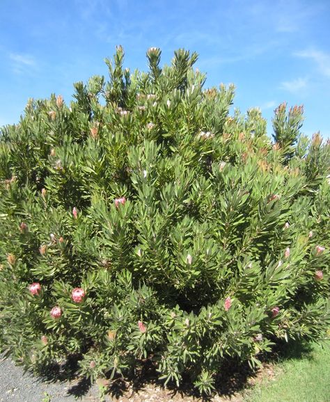 Pink Ice Protea, Pink Protea, Home Gardens, Ice Plant, Winter Frost, Water Usage, Sun And Water, Farm Gardens, Types Of Soil