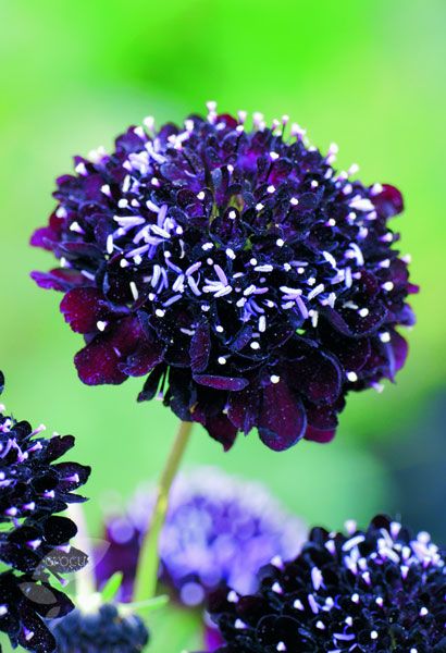 scabiosa Gothic Garden, Black Knight, Black Flowers, Flower Beauty, Purple Roses, Beautiful Blooms, Flower Pictures, Dream Garden, Cut Flowers