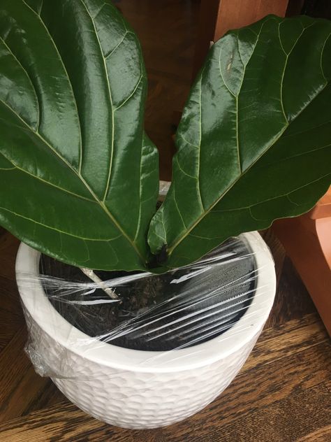 Fiddle Leaf Fig Fanatic! How to Propagate Plants from Cuttings – Jewels at Home Fiddle Leaf Fig Care, Propagate Plants, Fig Plant, Container Garden Design, Ficus Lyrata, Fiddle Leaf Fig Tree, Inside Plants, Indoor Plant Care, Garden Aesthetic