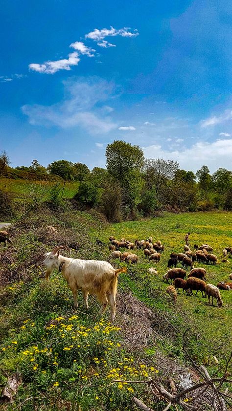 Mazandaran,Iran Mazandaran Iran Nature, Mazandaran Iran, Iran, Beautiful Nature, Quick Saves, Beauty, Nature