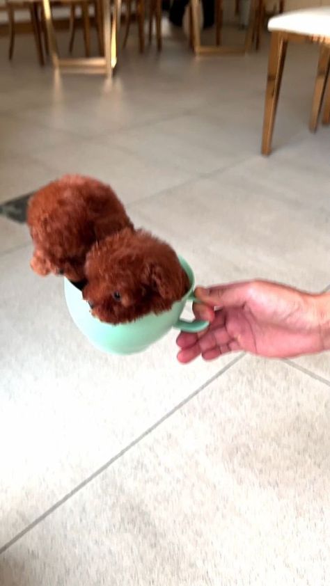 Incredibly tiny little micro poodle siblings🥹 these beautiful pups loves people and has lovable personalities🥰 Rolly strongly recommends these babies for sweet and caring families❤️ | ROLLY TEACUP PUPPIES KOREA 🇰🇷. | rollypups.official · Original audio Micro Poodle, Teacup Puppies, Adorable Baby, Love People, Personalities, Baby Animals, Tea Cups, Puppies