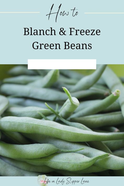 full bean green beans in a pile Preserve Green Beans, Green Beans From The Garden, Freezing Green Beans, Blanch Green Beans, Preserving Green Beans, Boil Green Beans, Blanching Green Beans, Freeze Greens, Pressure Canner