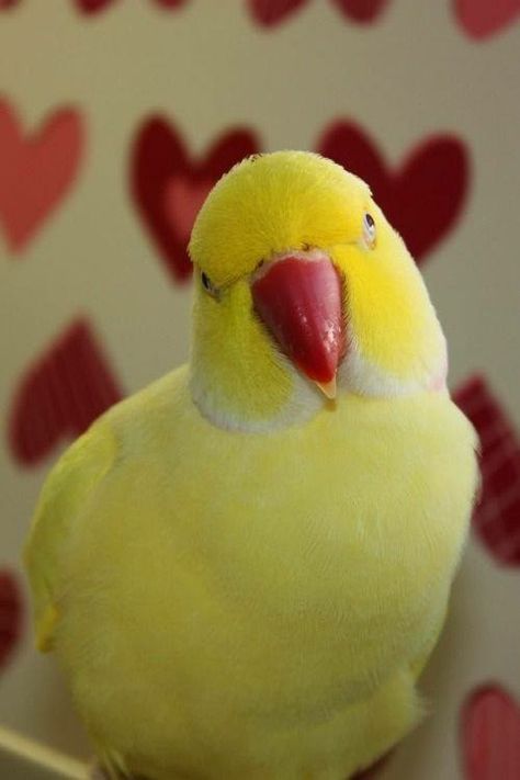 Ringneck Parrot, Ring Necked Parakeet, Indian Ringneck, Indian Ring, Ring Neck, Little Critter, Bird Pictures, Cute Birds, Bird Species