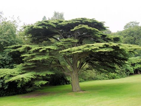 cedar tree | Develop Pollen-Free Cedar Trees to Help Allergy Sufferers Cedar tree ... Lebanon Tree, Lebanon Cedar, Japanese Cedar, Weird Trees, Cedar Tree, Conifer Trees, Cedar Trees, Ornamental Trees, Unique Trees