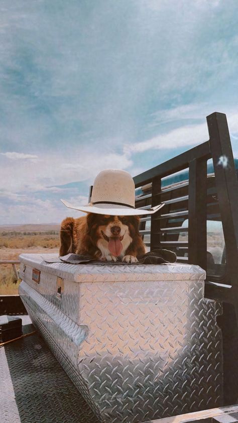 Punchy Western Aesthetic, Farm Asthetic, Western Animals, Country Dogs, Cowboy Dog, Western Aesthetic Wallpaper, Foto Cowgirl, Cowboy Aesthetic, Western Photography