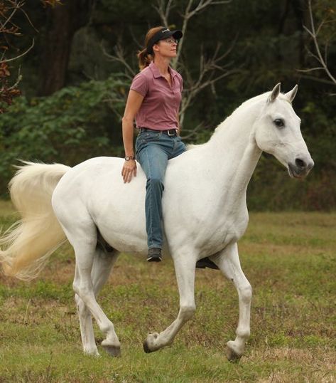 Horse Disciplines, Cowboy Dressage, Classical Dressage, Bareback Riding, Show Jumping Horses, Natural Horsemanship, Western Horse Tack, Barrel Horse, Western Riding