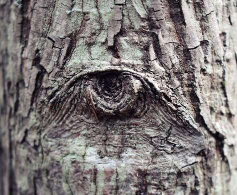 The eye in the tree Eyes In The Forest, The Hazel Wood Aesthetic, Animism Aesthetic, Tree With Eyes, Tree Eyes, Tree Person, Hazel Wood, Eye Eye, Tree Spirit