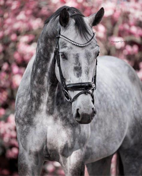 English Horses, Dapple Grey Horses, Grey Horses, Dutch Warmblood, Warmblood Horses, Horse Riding Equestrian, English Horse, Horse Dressage, Dream Horse