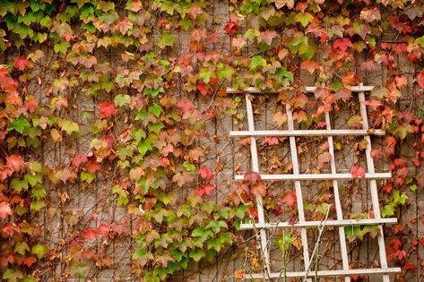 Boston Ivy Wall, Climbing Plants Fence, Ivy Plant Indoor, Hydrangea Petiolaris, Boston Ivy, Ivy Wall, Climbing Hydrangea, Ivy Vine, Garden Vines