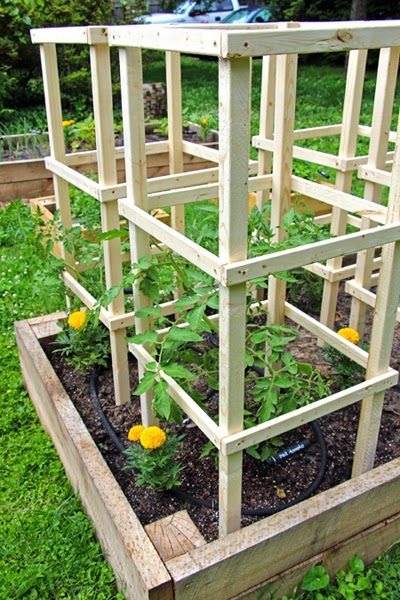 Our tomato plants are getting big.  There are tiny tomatoes  now visible on our sweet 100 plant. Yay!  I knew that we would eventually need ... Tiny Tomatoes, Tomato Trellis, Diy Garden Trellis, Growing Tomatoes In Containers, Garden Obelisk, Tomato Cages, Veg Garden, Tomato Garden, Home Vegetable Garden