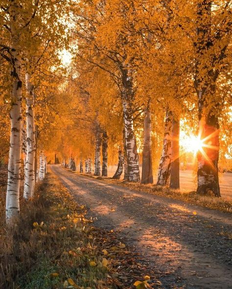 Fall Sunrise, Fall Scenes, Fall Scenery, Days Until Halloween, I Love Autumn, Image Nature, Fall Beauty, Fall Photography, Autumn Love