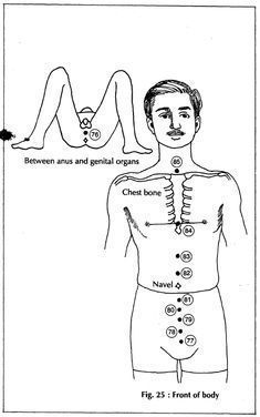 Cupping Points, Organs Anatomy, Human Body Vocabulary, Sciatic Nerve Relief, Healing Reflexology, Human Body Structure, Human Body Science, Basic Anatomy, Basic Anatomy And Physiology