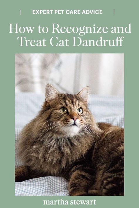 From the symptoms to at-home cat dandruff treatments, three veterinarians offer their top tips for getting rid of cat dandruff on your own. Plus, what dandruff means for your pet's health conditions and when you should visit your veterinarian. #marthastewart #lifestyle #petcare #pets #petfurniture Cat Dandruff, Cat Skin Problems, Rid Of Dandruff, Cat Diseases, Gatos Cool, Dandruff Remedy, Getting Rid Of Dandruff, Cat Skin, Cat Dander