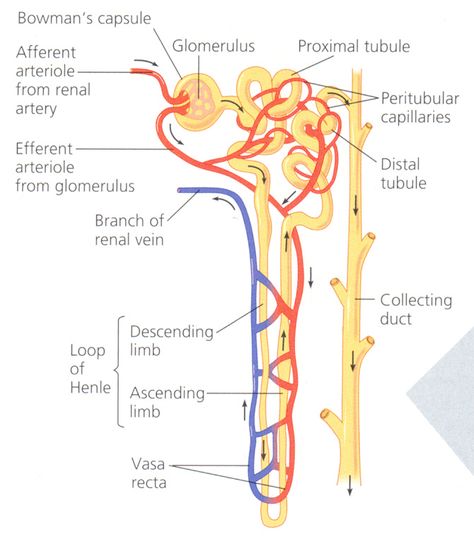 In the renal system, peritubular capillaries are tiny blood vessels that travel alongside nephrons allowing reabsorption and secretion between blood and the inner lumen of the nephron. Description from snipview.com. I searched for this on bing.com/images Nephron Anatomy, Structure Of Nephron, Nephron Diagram Easy, Nephron Diagram, Anatomy Urinary System, The Urinary System, The Urinary System Notes, Peripheral Vascular System, Renal System